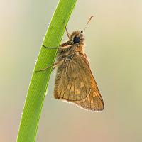 Large Skipper 1 